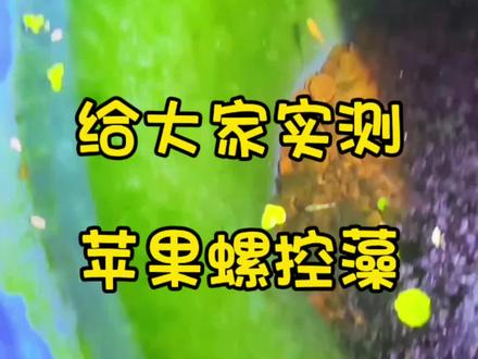 给大家实测苹果螺除藻效果,一周后再更新结果#观背青鳉 #养鱼日记 #苹果螺吃什么