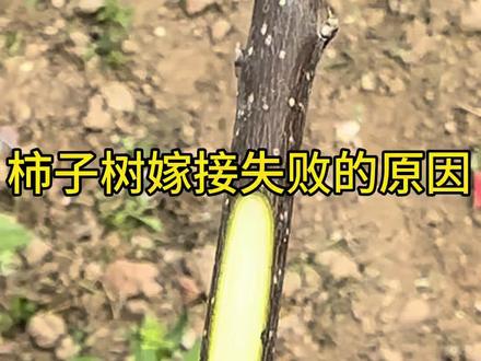 柿子树嫁接需要注意时间,嫁接失败原因一定要注意#便宜嫁接膜 #柿子树嫁接成活关键