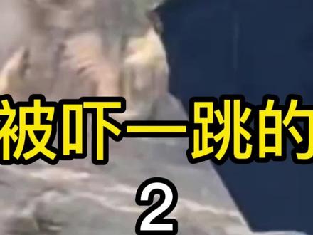 盘点动物被吓一跳的真实反应,二哈直接跳楼!太损了! #被吓一跳的真实反应 #搞笑视频 #萌宠搞笑