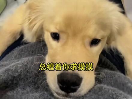 养狗千万不要碰这三个区域!#养狗经验分享 #新手养狗 #养狗知识 #科学养狗