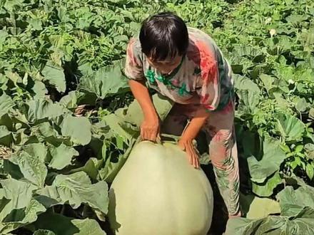 这是什么果 #植物百科 #水果 #水果科普 #优质农产品