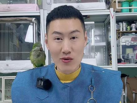 什么时候买鹦鹉更便宜呢? #鹦鹉