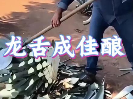 从一颗种子到一滴佳酿,无数人日复一日的辛勤劳作