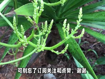 龙血树的寓意好吗? #花草绿植