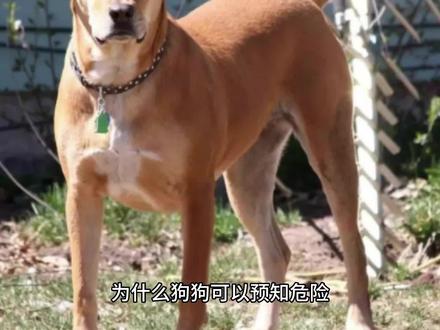 狗狗为什么可以预知危险 #狗狗预知危险 #狗狗 #预知危险 #宠物知识 #宠物科普