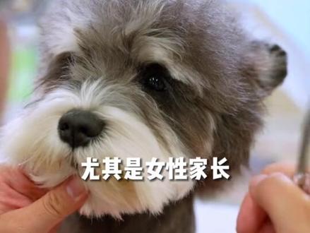 雪纳瑞的睫毛有多重要... #狗狗美容师 #萌宠出道计划 #抖音萌宠 #极宠家