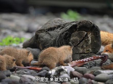 “爱你老妈,明天见!” #动物世界 #动物独白 #神奇动物在抖音 #野生动物零距离