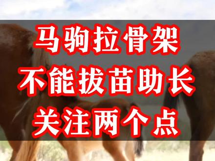 马驹拉骨架,首先要保证骨密度#骨元素 #拉骨架 #兽医小韩哥