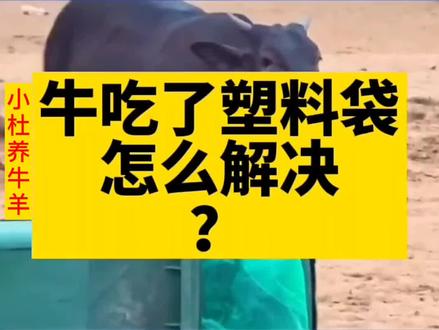 #牛 吃了塑料袋,怎么解决?#养牛 #牛异食癖 #牛吃塑料布怎么办 #养牛技术