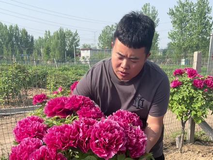 并不是所有的牡丹都叫花王