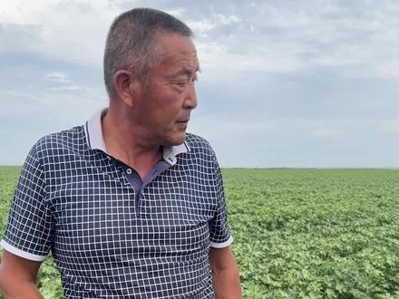 矮棉花 果枝台数不够 该如何选择打顶方式呢?#棉花种植 #打顶 #农业种植 @抖音小助手 @DOU+小助手