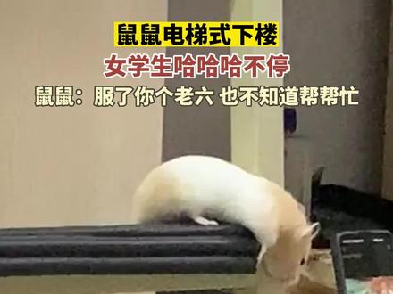 鼠鼠坐电梯式下爬梯,鼠鼠:肚皮磨的都要冒“火星子”了 (来源:@不想一天喝八杯水)#动物的迷惑行为 #仓鼠 #搞笑