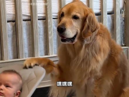 金毛:八百个心眼子全空心 #金毛 #小鸡毛 #狗 #狗子成精 #动物科普