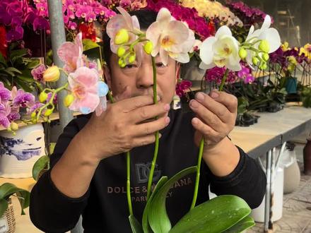 揭密晕染蝴蝶兰###晕染 #蝴蝶兰 #年宵花