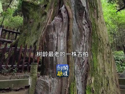 别错过!这有一份翠云廊旅游最佳路线图#翠云廊 #剑门关 #剑阁 #旅游攻略