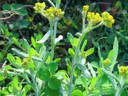 又是一年春来到这样做的鼠曲粿你可吃过