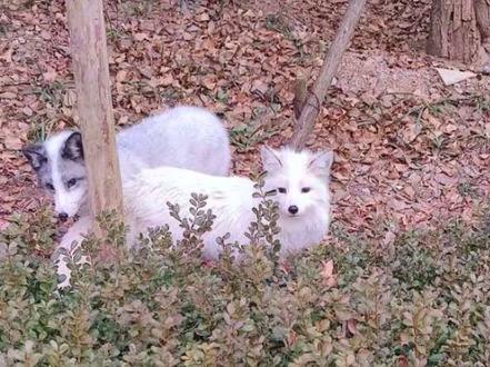 #浮山小狐狸 功夫不负有心人啊,终于看到两只小狐狸啦,我们称它们为,小白和小九😊
今天的视频有点长,不知道你有没有兴趣看完😂