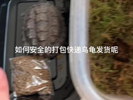 这样打包乌龟怎么样,大家还有更好的方法吗?