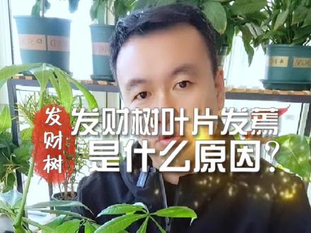 发财树叶子发蔫,耷拉下来了,不是病,但是会要命!#花卉绿植 #爱生活爱养花 #植物 #养花 #养花小知识