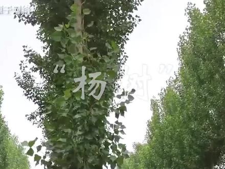 杨絮满天飞带来4大危害,令人头疼不已,为何不能全面“禁种”? #夏天 #杨絮 #科普