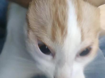 莫名其妙第一期#莫名其妙 #猫 #哈基米