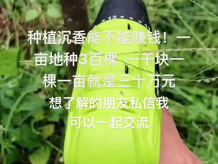 种植奇楠沉香能不能赚钱!一亩地种300棵,一千块钱一棵一亩就是30w#奇楠沉香 #农业种植
