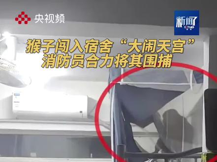猴子闯入宿舍“大闹天宫”,消防员合力将其围捕。(央视频号:新闻来了)