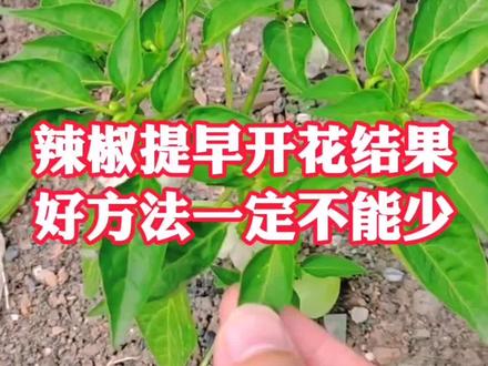 辣椒提早开花结果,好方法不能少。#辣椒种植 #三农种植 #农业种植 #种植小技巧 #种植不易