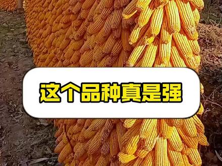 2026年,最新高产品种,批发(转基因品种,非转基因品种)亩产超2000斤,敬请询价!#转基因玉米