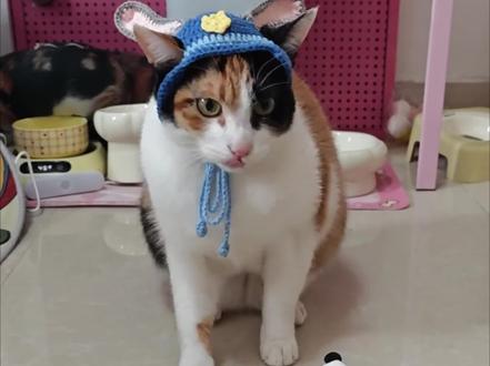 《胡萝卜纸巾猫》智力不详,察言观色极强!#三花猫 #搞笑 #哈基米 #萝卜纸巾