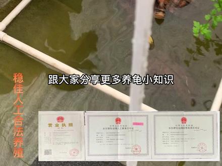 #养龟日常#稳佳养殖 #养龟人 #金钱龟 如何让乌龟大胆,亲近人