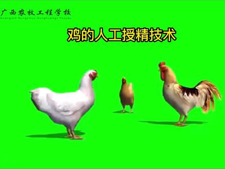 鸡的人工授精技术 鸡人工授精