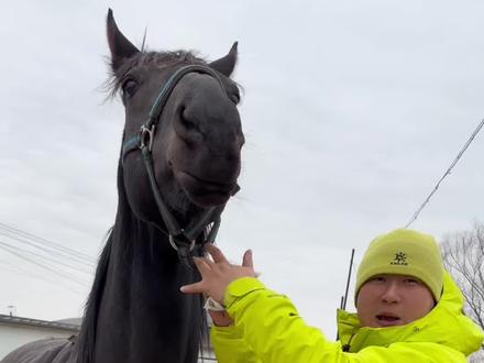 马喂盐 盐补充电解质,马出汗多,会流失大量盐分,缺盐容易:
没精神、跑不动!