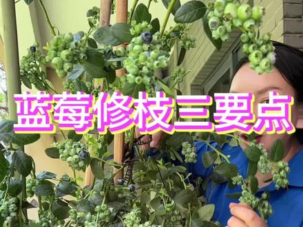不知道#如何给蓝莓的小伙伴,详细过程来了,拿走不谢#蓝莓种植 #种植小技巧
