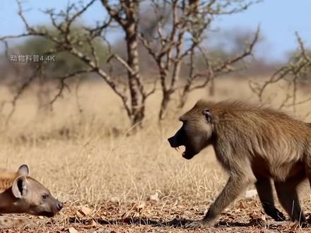 狒狒大战鬣狗——鬣狗面对狒狒的狂怒,场面惨烈。_动物搏斗 #鬣狗捕猎 #动物世界 #弱肉强食的动物世界 #鬣狗的战略战术 #动物成精