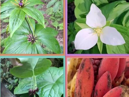 神农四宝大家认识吗?#农村生活 #植物科普 #抖音助农