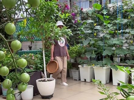 今天又去露台摘自己种的菜啦~全是天然无公害的,吃着特别放心!简单分享下我平时咋预防病虫害的~#自己种的绿色疏莱 #露台种菜 #有机蔬菜种植 #防治病虫害