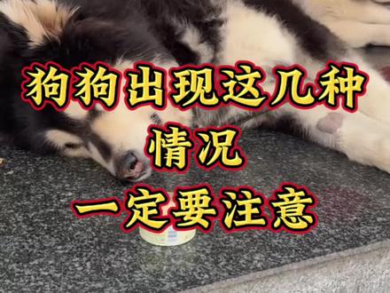 这几种情况的时候一定要注意了 #狗狗 #养狗经验分享 #宠物知识 #新手养狗 #驱虫