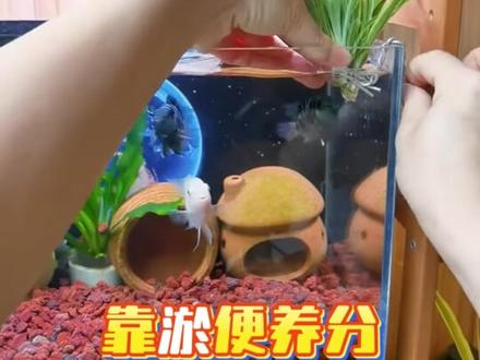 鱼缸里最好养的3种水培植物 鱼缸里最好养的3种水培植物,但凡养上一种,您家鱼缸半年不换水照样清澈见底。新手也能够轻松拿捏。
第一种富贵竹,放鱼缸比土壤干净太多了,基本不带小虫。翠绿叶子跟鱼缸超搭,多养几只寓意还好。选根茎挺拔没枯叶的,把水下部分的叶子全都给它摘了。大缸用铝丝固定在缸边,小缸直接插就行了.
第二种呀,大白菜,谁能想到吃的白菜放鱼缸里能这么好看,叶片展开还会开花,水下的根系也灵动。
做法超简单,买颗普通的大白菜,把上面的叶子全去掉,只留下根部,固定在鱼缸的水面上,然后就等着它慢慢的开花就行了。
第三种吊兰花,堪称鱼缸的全能选手。水下根茎好看,还能够吸收鱼便产生的氨氮,靠鱼便养分,叶片长得比土里还快还茂盛。推荐选金心银边,金边吊兰,成功率更高。
剪带小骨包气根的枝条,放鱼缸固定好,很快就能爆盆了。#造景鱼缸 #开缸 #鱼缸改造 #水培植物