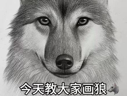 教大家画一只狼,致敬格林! #素描 #格林 #重返狼群 #绘画教程 #素描笔迹