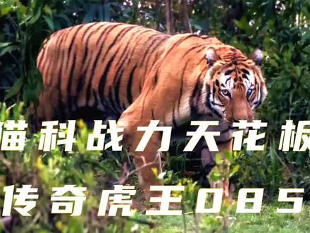 借用了别的老虎视频#神奇动物在抖音 #动物世界 #动物解说 #KZT085