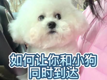 如何让你跟小狗同时到达
#人与动物和谐共处 #萌宠日常记录 #不养狗不知道养狗的乐趣 #比熊