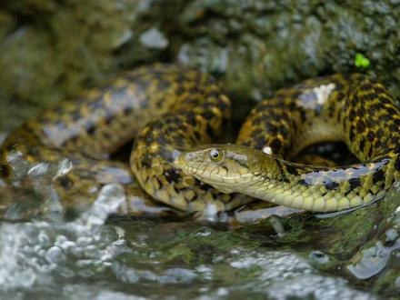水流湍急,鱼蛇共舞:一条排水沟的鱼蛇大战 #纪录片 #动物