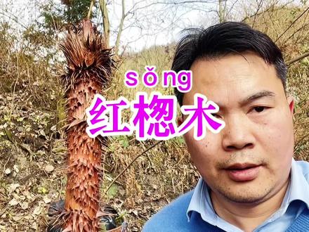 红楤木(sǒng),它的嫩芽是美味的刺龙包,皮和根皮是干大事的!#新农人计划2023 #乡村守护人 #大自然的馈赠 #识百草 #大康本草