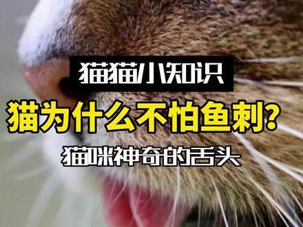 那些猫咪的神奇操作:猫吃鱼为什么不怕鱼刺#宠物 #萌宠 #猫咪冷知识 #动物的迷惑行为