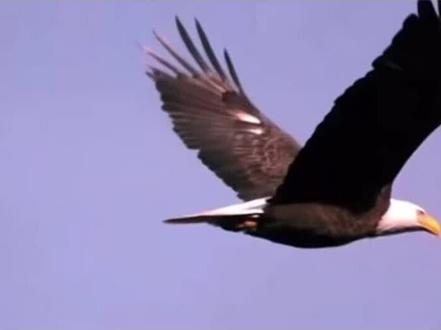 零基础画老鹰#素描 #绘画过程 #画画 #原创 #想画就画 #零基础学画画