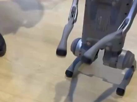 印度大学进口宇树机器狗贴牌成自研 #宇树机器狗 #印度 #宇树科技 #AI峰会