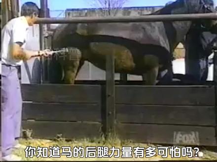 马踢出一脚的力度有多大?? #科普知识 #马腿 #神奇动物在抖音