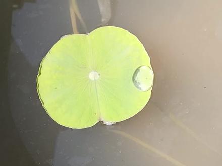 给莲藕池里放大鲫鱼#古法养鱼 #我的乡村生活 #我要上热门 #原生态乡村生活 #养鱼日记