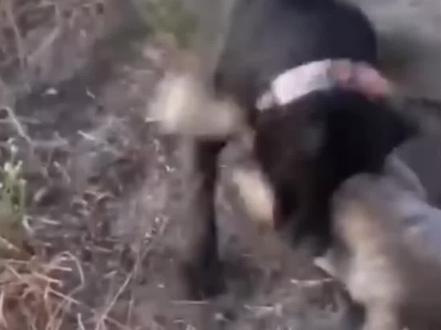 比特犬单挑野狼,无论野狼如何反攻比特犬都是无济于事#神奇动物在抖音 #比特犬 #野生动物零距离 #狼 #狗狗